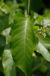 Buckwheat vine